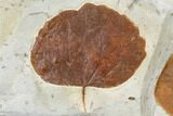 Two Fossil Leaves (Zizyphoides And Davidia) - Montana #113244-2